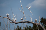 Everglades - General View