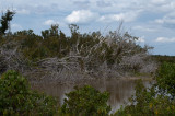 Everglades - General View