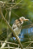 Green Heron 3534