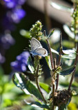 Eastern Tailed Blue 5119C
