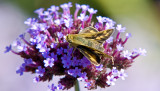 Fiery Skipper 5111A