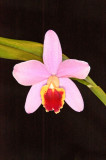 Sc. Crystelle Smith BK Orchids - 6516B