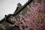 Shrine Near Hotel