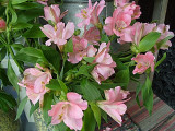 107 pink lillies.jpg