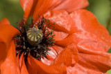 close up poppy