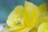 yellow begonia
