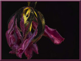  purple tulip