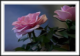 Roses  photoshop smudge