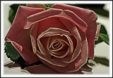 pink rose smudged in Photoshop