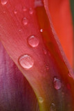 botanical tulip macro