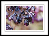 wet seedam seedheads