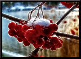 snow on rowan berries