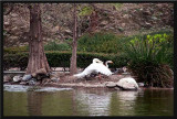 It manages to get onto the small island with the swan in hot pursuit!