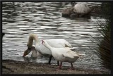 The white goose tells the swan exactly what it thinks!