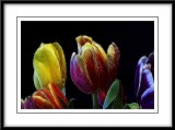 a colorful array of tulips...