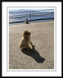 Barbary Apes...