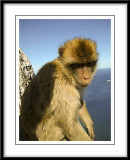 Barbary Ape...