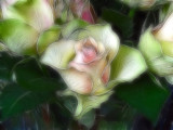 continental-rose-fractalius