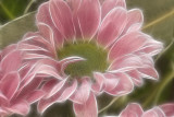pink crysanth