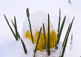 yellow snow covered crocus