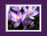 Crocus...