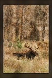 moose-1.jpg