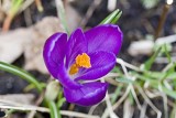 purple crocus