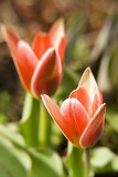 botanical tulip 5