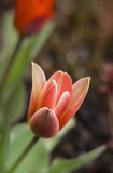 botanical tulip 7