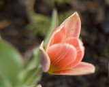 botanical tulip 10