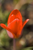 red botanical tulip