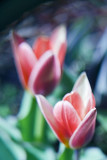 two botanical  tulip