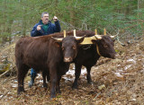 Working the young oxen