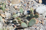 Prickly Pear