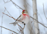  Redpoll