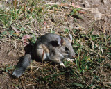 Bushy-tailed Woodrat