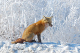 Reddy The Fox
