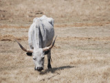 Alberta Longhorn?