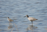 Willet & Yellowlegs