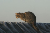 Cat on a cold and frosty roof