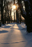 Traces on snow