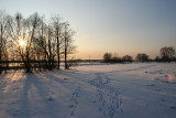 Winter landscape