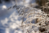 Frosty plant