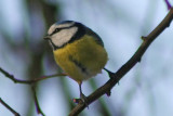 Blue Tit