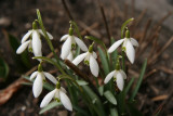 First signs of spring