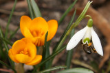 First touch of spring
