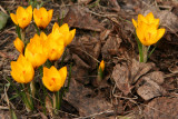 Feel spring