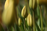 Among the tulip bulb