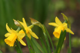 Narcissus Jonquilla