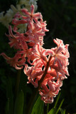 Hyacinth